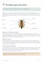 Vorschau - Unterrichtsreihen - Honigbienen & Wildbienen – Biologie Gesamtpaket | Bestäubung, Bienenvolk, Wildbienen, Nistplätze & Bienenschutz - Seite 3