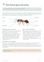 Vorschau - Unterrichtsreihen - Ameisen & soziale Insekten – Biologie Gesamtpaket | Ameisenstaat, Duftspuren, Arbeitsteilung, Nest & Selbstorganisation - Seite 3