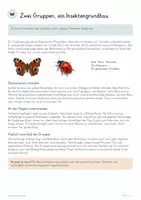 Vorschau - Unterrichtsreihen - Schmetterlinge & Käfer – Biologie Gesamtpaket | Flügel, Metamorphose, Raupen, Käferlarven, Artenkenntnis & Lebensräume - Seite 3