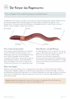 Vorschau - Unterrichtsreihen - Regenwürmer & Bodentiere – Biologie Gesamtpaket | Bodenleben, Hautatmung, Humus, Zersetzung, Nahrungsnetz & Bodenschutz - Seite 3