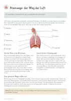 Vorschau - Unterrichtsreihen - Atmung & Gasaustausch – Biologie Gesamtpaket | Atemwege, Zwerchfell, Alveolen, Diffusion, Bluttransport & Zellatmung - Seite 3