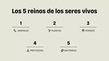 Vista previa - Presentaciones - El mundo de los seres vivos (Los 5 reinos) - página 2