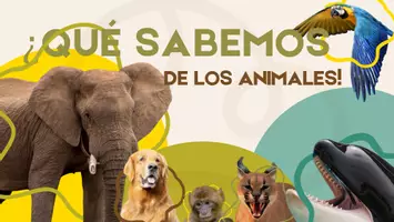 Vista previa - Presentaciones - los animales - Portada