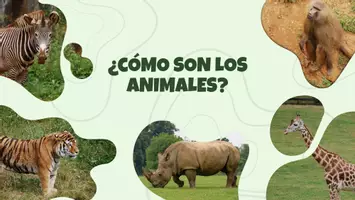 Vista previa - Presentaciones - CARACTERÍSTICAS DE LOS ANIMALES - Portada