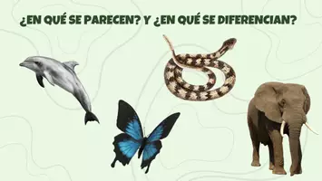 Vista previa - Presentaciones - CARACTERÍSTICAS DE LOS ANIMALES - página 2