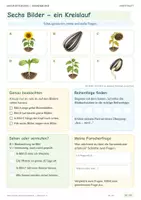 Vorschau - Stundenentwürfe - Vom Samen zur Sonnenblume – Pflanzenwachstum entdecken | Sachunterricht Klasse 3–5 - Seite 1