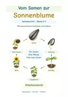 Vorschau - Stundenentwürfe - Vom Samen zur Sonnenblume – Pflanzenwachstum entdecken | Sachunterricht Klasse 3–5 - Deckblatt