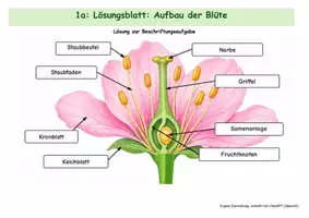 Vorschau - Arbeitsblätter - Bestäubung und Befruchtung (inklusives Materialpaket) - Seite 2