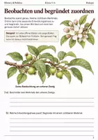 Vorschau - Arbeitsblätter - Apfelbaum im Jahreslauf Arbeitsheft Klasse 5–6 - Seite 2