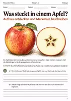 Vorschau - Arbeitsblätter - Apfel Aufbau und Steckbrief Arbeitsheft Klasse 5–6 - Deckblatt