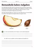 Vorschau - Arbeitsblätter - Apfel Aufbau und Steckbrief Arbeitsheft Klasse 5–6 - Seite 1