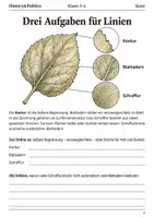 Vorschau - Arbeitsblätter - Blätter zeichnen Arbeitsheft Klasse 5–6 - Seite 1