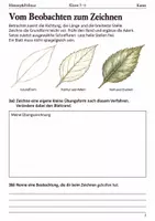Vorschau - Arbeitsblätter - Blätter zeichnen Arbeitsheft Klasse 5–6 - Seite 2