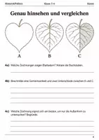 Vorschau - Arbeitsblätter - Blätter zeichnen Arbeitsheft Klasse 5–6 - Seite 3