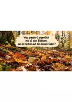 Vorschau - Arbeitsblätter - Materialpaket - Der Boden - Seite 3