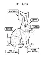 Aperçu - Feuilles d'exercices - Les parties du corps du lapin (maternelle, cycle 2) - Page 1