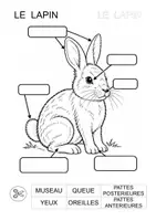 Aperçu - Feuilles d'exercices - Les parties du corps du lapin (maternelle, cycle 2) - Page 2