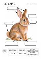 Aperçu - Feuilles d'exercices - Les parties du corps du lapin (maternelle, cycle 2) - Page 3