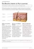 Vorschau - Unterrichtsreihen - Haut und Temperaturregulation – Biologie-Komplettpaket mit differenzierten Arbeitsblättern & Lösungen - Seite 3