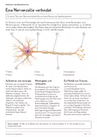 Vorschau - Unterrichtsreihen - Nervenzelle & Erregungsleitung – Biologie-Gesamtpaket | Komplette, differenzierte Unterrichtseinheit: Aktionspotenzial, Synapse, Myelin - Seite 3