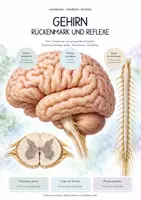 Vorschau - Unterrichtsreihen - Gehirn, Rückenmark & Reflexe – Biologie-Gesamtpaket | Komplette, differenzierte Unterrichtseinheit: ZNS, Reflexbogen, Reaktionszeit - Deckblatt