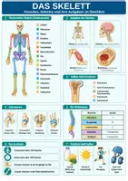 Vorschau - Arbeitsblätter - Spickzettel-Paket für Biologie-Unterricht - Übersichten und Zusammenfassungen - Seite 1