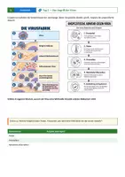 Vorschau - Arbeitsblätter - Immunsystem Fallstudie: Patient Lukas – Grippe, Viren & Impfung | Biologie Klasse 8/9 mit Lösungen - Seite 3