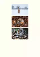 Vorschau - Arbeitsblätter - Tiere im Winter | Unterrichtseinheit | Überwinterungsstrategien | Sachtexte 22 Tiere | Test - Seite 3
