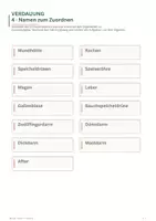 Vorschau - Mal- und Bastelvorlagen - Legepuzzle zu den Verdauungsorganen - Seite 3