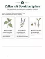 Vorschau - Arbeitsblätter - Entdecke die Pflanzenzelle - Seite 2