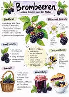 Vorschau - Arbeitsblätter - Lernposter + AB mit Fragen zum Thema "Brombeeren" + Lösungsblatt - Deckblatt