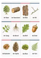 Vorschau - Fördermaterial/Inklusion - Wald Wortschatz | Lernkarten für Vorschule und Kindergarten - Seite 1