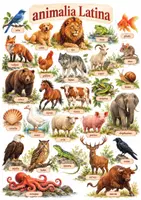 Vorschau - Arbeitsblätter - Latein Poster und Arbeitsblatt: Tiere auf Latein (animalia) - Seite 1