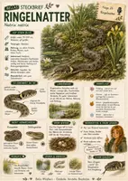 Vorschau - Arbeitsblätter - Ringelnatter - kostenloses Materialpaket für Sachunterricht & Naturbildung | Bella Wildherz - Seite 1