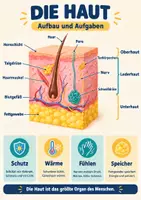 Vorschau - Arbeitsblätter - Biologie Mensch Klasse 7-10 Paket: Poster und Lernkarten - Seite 1