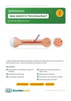Vorschau - Stundenentwürfe - Skelett Knochenbau Klasse 5 6 (Std 3) - Deckblatt