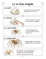 Aperçu - Expériences - Les araignées : mon carnet de découvertes scientifiques (couleur + noir et blanc) - Page 3