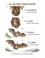 Aperçu - Expériences - Les chauves-souris : mon carnet de découvertes scientifiques (couleur + noir et blanc) - Page 3