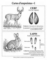 Aperçu - Expériences - Traces d'animaux : étude de la nature en hiver, du CP au CM1 (20 pages) - Page 2