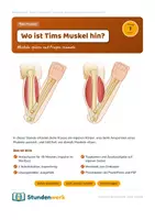 Vorschau - Stundenentwürfe - Muskeln Bewegung Klasse 5 6 (Std 1) - Deckblatt