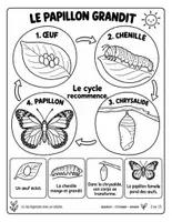 Aperçu - Feuilles d'exercices - Le cycle de vie du papillon : cahier de découvertes (15 pages, maternelle au CE1) - Page 1