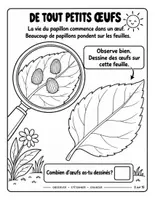 Aperçu - Feuilles d'exercices - Le cycle de vie du papillon : cahier de découvertes (15 pages, maternelle au CE1) - Page 2