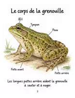 Aperçu - Matériel pour travaux manuels / dessin - Les grenouilles : carnet de découvertes illustré, expériences et bricolages (couleur et N&B) - Page 2