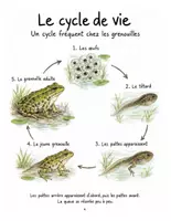 Aperçu - Matériel pour travaux manuels / dessin - Les grenouilles : carnet de découvertes illustré, expériences et bricolages (couleur et N&B) - Page 3