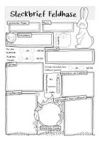 Vorschau - Arbeitsblätter - Steckbrief Hase / Feldhase - Seite 2
