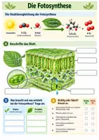 Vorschau - Arbeitsblätter - Biologie Klasse 7 Vertretungsstunde - Zelle, Fotosynthese und Ökosystem - Seite 2