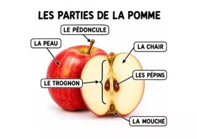 Aperçu - Feuilles d'exercices - 🌿 Les parties du vivant – 5 ressources de vocabulaire (maternelle, cycle 2) - Page 1