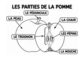 Aperçu - Feuilles d'exercices - 🌿 Les parties du vivant – 5 ressources de vocabulaire (maternelle, cycle 2) - Page 2