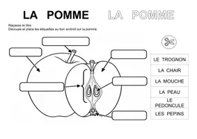 Aperçu - Feuilles d'exercices - 🌿 Les parties du vivant – 5 ressources de vocabulaire (maternelle, cycle 2) - Page 3