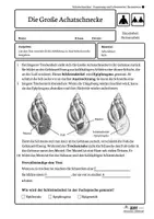 Vorschau - Arbeitsblätter - Die Achatschnecke - Anpassung eines Weichtieres an das Leben an Land | Klasse 5/6 | Modul 2 - Seite 3